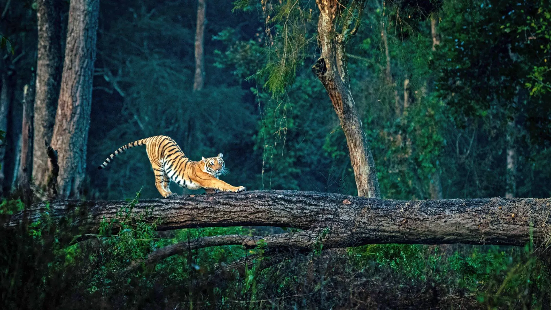 From Noida: Jim Corbett National Park 2 Days Wildlife Tour